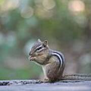 Chowing Chipmunk Art Print