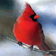 Christmas Card - Cardinal Art Print