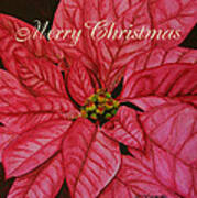 Christmas Poinsettia Art Print