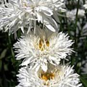 Chrysanthemum Named Crazy Daisy Art Print
