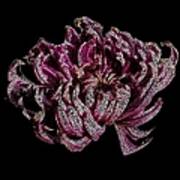Chrysanthemum Scribble Art Print