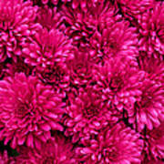 Chrysantheumums Art Print