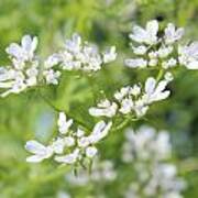 Cilantro Flowers Art Print