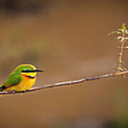 Cinnamon-chested Bee-eater Art Print