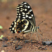 Citrus Butterfly Puddling Jozani Art Print