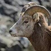 Close Big Horn Sheep Art Print