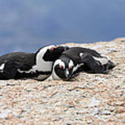 Close Bonds, African Penguin Art Print