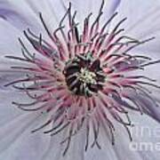 Close Clematis Art Print