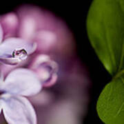Close Up Lilac Art Print
