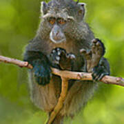 Close-up Of A Blue Monkey Sitting Art Print