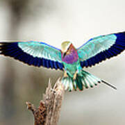 Close-up Of A Lilac-breasted Roller Art Print