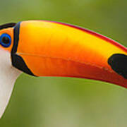 Close-up Of A Toco Toucan Ramphastos Art Print