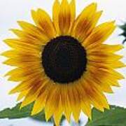 Close-up Of Blooming Sunflower Art Print