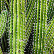 Close-up Of Cactus Plant, Cabo Pulmo Art Print