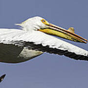 Close Up Of Pelican In Flight Art Print
