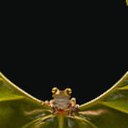 Cloud Forest Tree Frog On Leaf Ecuador Art Print