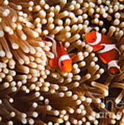 Clownfish In Coral Art Print