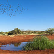 Cockatiels Flying To Desert Waterhole Art Print