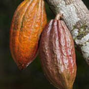 Cocoa Fruit Brazil Art Print