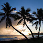 Coconut Trees At Sunrise, Oahu, Hawaii Art Print