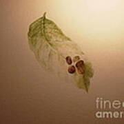 Coffee Beans On Coffea Arabica Leaf Art Print