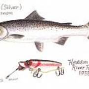 Coho or Silver Salmon and Heddon River Runt Lure 1938 Drawing by Daniel  Lindvig - Fine Art America