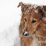 Collie In The Snow Art Print