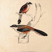 Collurio Hardwickii, Collurio Erythronotus. Birds Art Print