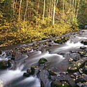 Colorado Stream - Fall Art Print