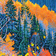 Colorado Trees At Fall Art Print