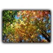 Colorful Leaves. #nature #leaves #color Art Print