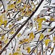 Colorful Maple Tree Branches In The Snow 3 Art Print