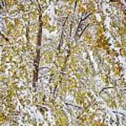 Colorful Maple Tree In The Snow 2 Art Print