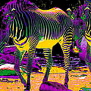 Colourful Zebras Art Print