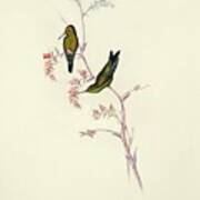 Columbian Emerald Hummingbirds Art Print