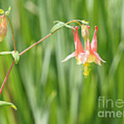 Columbine With Flower And Buds Art Print