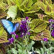 Common Blue Morpho Butterfly Art Print