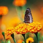 Common Crow On Marigold Art Print