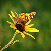 Common Daisy Art Print