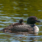 Common Loon And Her Chick Art Print