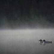 Common Loons On Misty Lake Wyoming Art Print