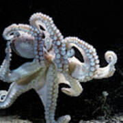 Common Octopus Art Print