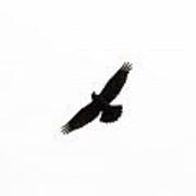 Common Raven Corvus Corax Flying Isolated On White Art Print