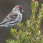 Common Redpoll Manitoba Canada Art Print