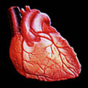Computer Graphics Artwork Of Human Heart Art Print