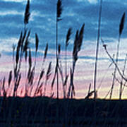 Connecticut Sunset With Reeds And Swirls Art Print
