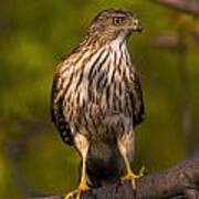 Coopers Hawk Art Print