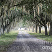 Coosaw Fog Avenue Of Oaks Art Print