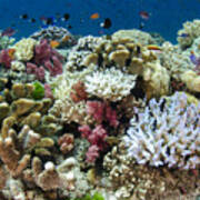 Coral Reef Diversity Fiji Art Print