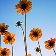Coreopsis In The Sky Art Print
